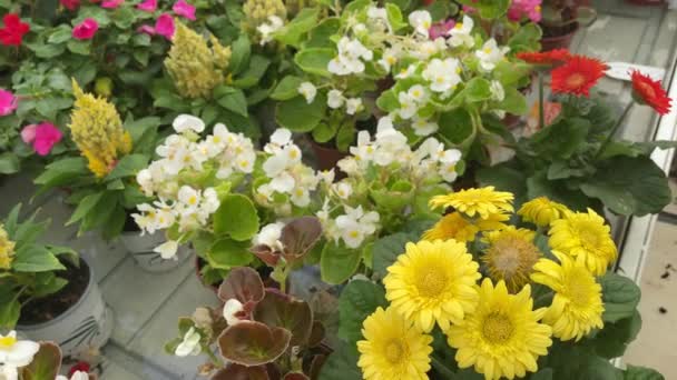 Different Types Ornamental Flowers Interior Flower Nursery Flower Showroom Yellow — 비디오