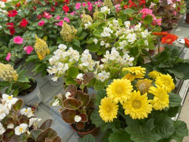 close up of some yellow flowers in a plant nursery, with other ornamental flowers out of focus in the background, selective focus