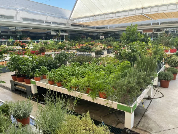 inside a nursery, flower and plant store, with green plants in the foreground display and ornamental flowers out of focus in the background, potted plants arranged in greenhouse, horizontal