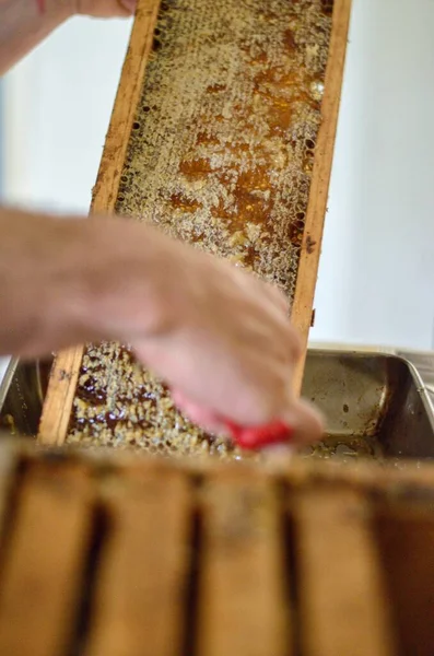 A small family farm begins to extract their first batch og honey on a clear summer day - The scrape the honeycomb and it drips with sweetness.