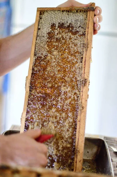 A small family farm begins to extract their first batch og honey on a clear summer day - The scrape the honeycomb and it drips with sweetness.