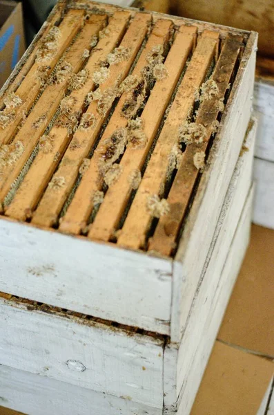 Una Caja Abejas Marcos Panal Abeja Listos Para Proceso Extracción — Foto de Stock