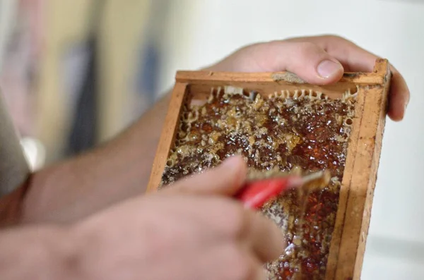 A small family farm begins to extract their first batch og honey on a clear summer day - The scrape the honeycomb and it drips with sweetness.