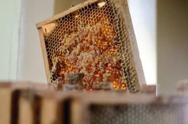 Frames Golden Honey Comb Sente Pronto Para Extrair Uma Primavera — Fotografia de Stock