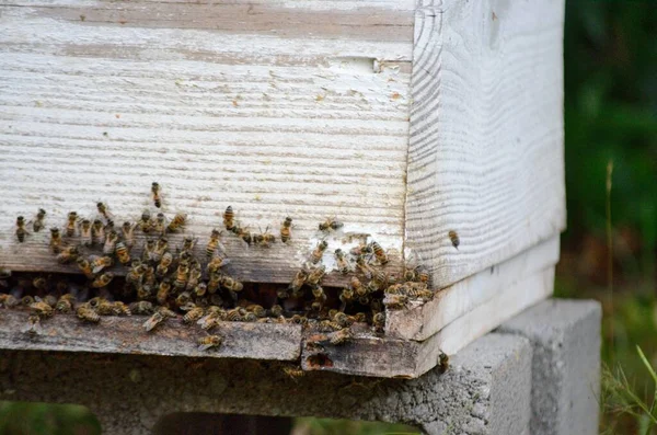 Busy Bees Hard Work Summer Morning Filling Hive Sweet Golden — Stock Photo, Image