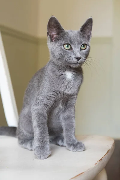 Gatinho Cinzento Luz Suave Manhã — Fotografia de Stock