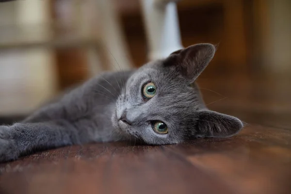 Gatinho Cinzento Luz Suave Manhã — Fotografia de Stock