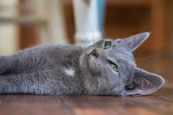 Gray Kitten Soft Morning Light — Stockfoto