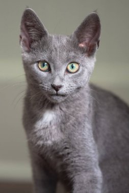 Küçük bir kedi yavrusu, bir merak seziyor.