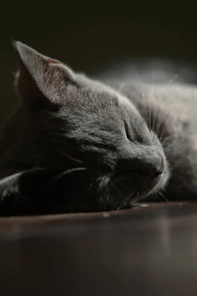 Grey Silver Kitten Sleeping Quiet Morning — Stockfoto