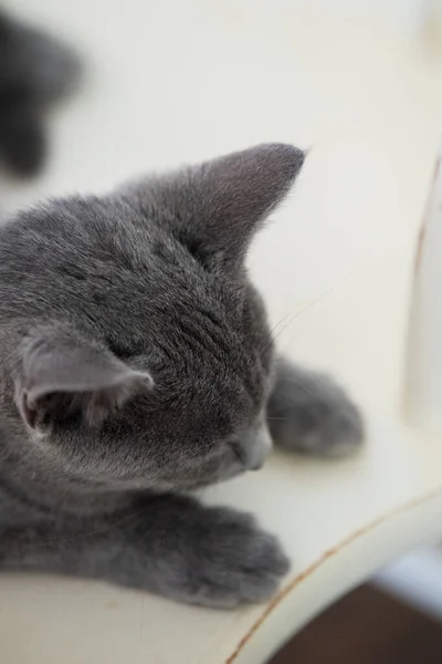 Grey Silver Kitten Sleeping Quiet Morning — 图库照片
