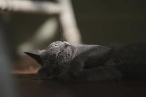 Grey Silver Kitten Sleeping Quiet Morning — Foto de Stock