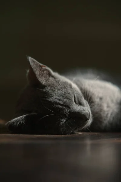 Gri Gümüş Kedi Sessiz Bir Sabahta Uyuyor — Stok fotoğraf