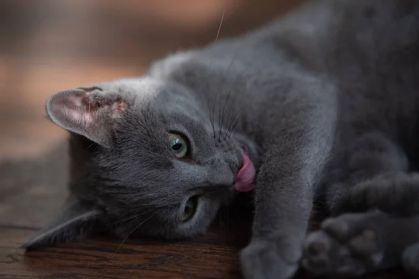 Portrait Grey Farmhouse Kitten Her Tongue Sitcking Out — стоковое фото