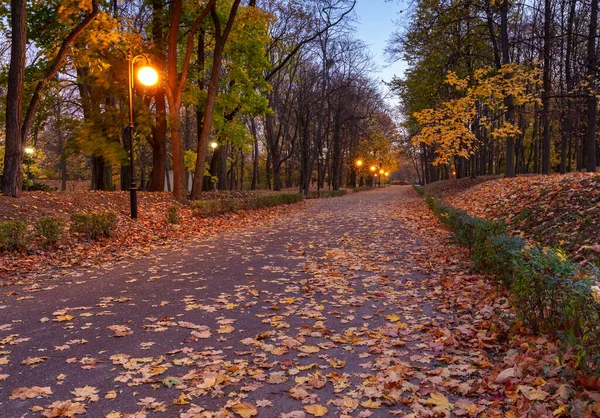 Poznan. Árboles amarillos otoñales en el parque de la Ciudadela. —  Fotos de Stock