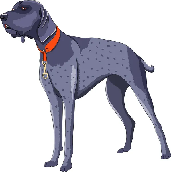 Gran perro de caza gris aislado sobre fondo blanco. — Vector de stock