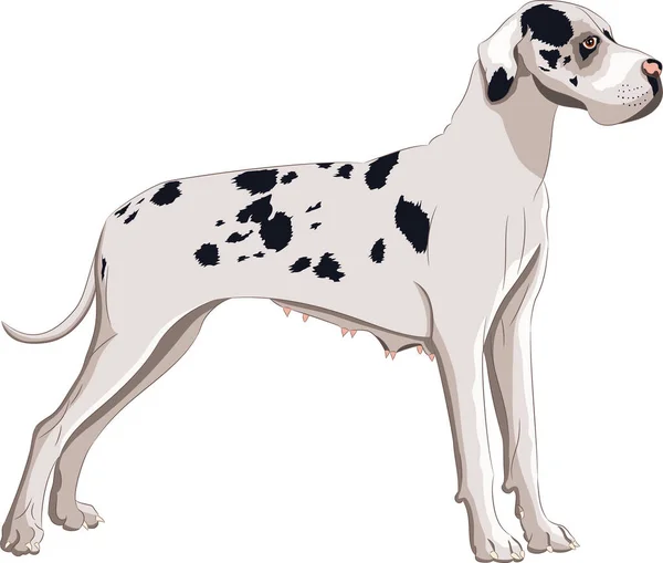 Grande razza cane danese isolato su sfondo bianco . — Vettoriale Stock