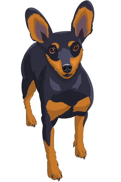 Rysunek wektorowy miniaturowego psa pinscher. — Wektor stockowy
