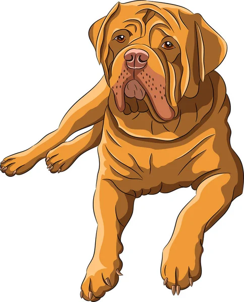 Large dogue de bordeaux isolated on white background. — Vector de stock