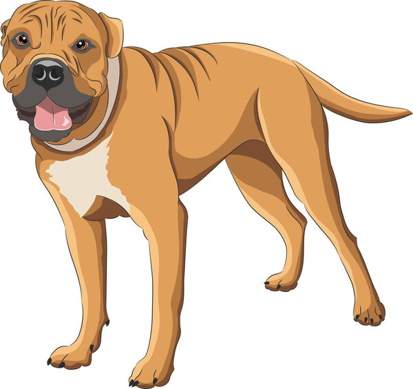 Vector drawing of an American Staffordshire Terrier.
