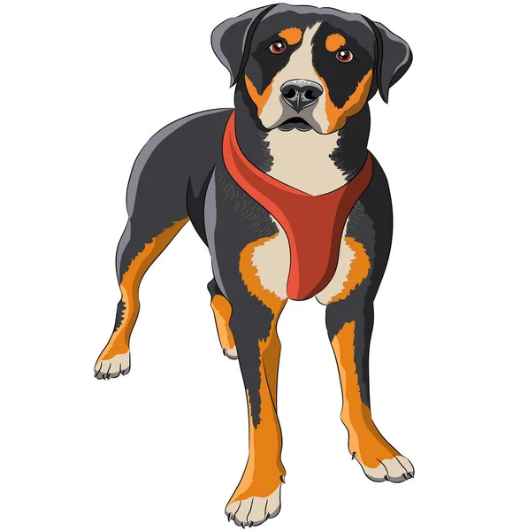 Dibujo vectorial de una raza canina Rottweiler. — Vector de stock