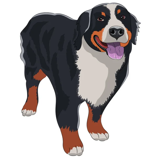 Hondenras Sennenhund Geïsoleerd Witte Achtergrond Vectorillustratie — Stockvector