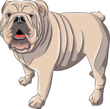 Beyaz renkli İngiliz Bulldog köpeği çizimi. Vektör illüstrasyonu.