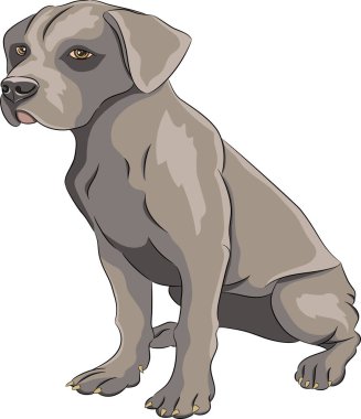 Beyaz arka planda izole edilmiş Ststaffordshire Teriyer köpeği..