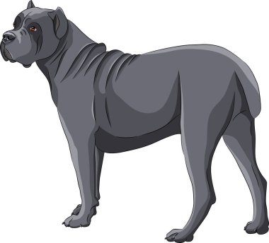 Köpek cins Cane Corso beyaz arka planda izole.