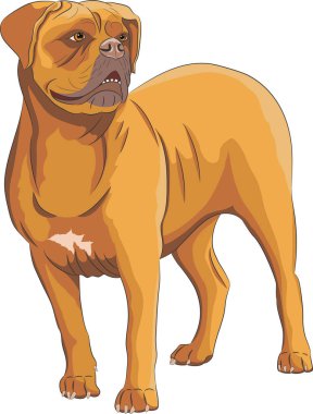 Büyük sarı Dogue de Bordeaux beyaz arka planda izole edilmiş..