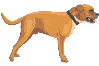 Büyük sarı Dogue de Bordeaux erkeği beyaz arka planda izole edilmiş..