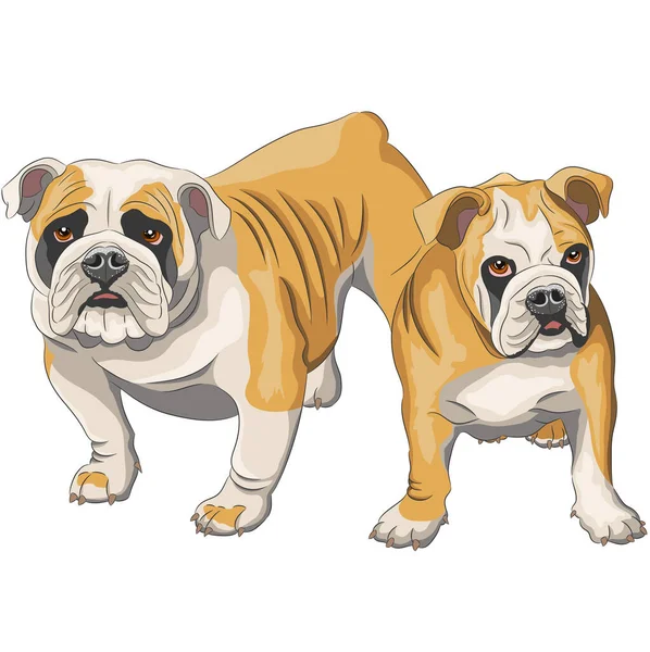 Dibujo vectorial de un par de bulldogs ingleses sobre un fondo blanco. — Vector de stock