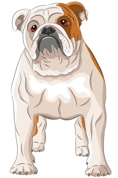 Disegno vettoriale di un grande bulldog inglese con macchie rosse su sfondo bianco. — Vettoriale Stock