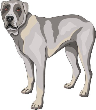 Beyaz arka planda izole edilmiş Kafkas çoban köpeği..
