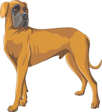 Köpek cinsi Büyük Alman Danimarkalısı beyaz arka planda izole edilmiş..