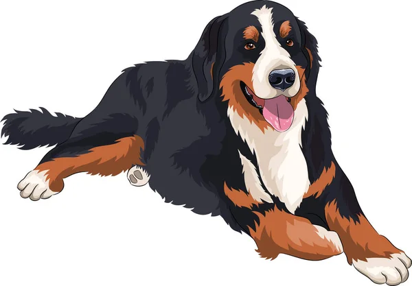 Dibujo vectorial coloreado de una raza canina sennenhund. — Archivo Imágenes Vectoriales