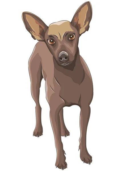 Rusia Juguete Terrier Aislado Sobre Fondo Blanco Ilustración Vectorial — Archivo Imágenes Vectoriales