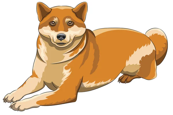 Leende Japansk Akita Inu Hund Vektorillustration — Stock vektor