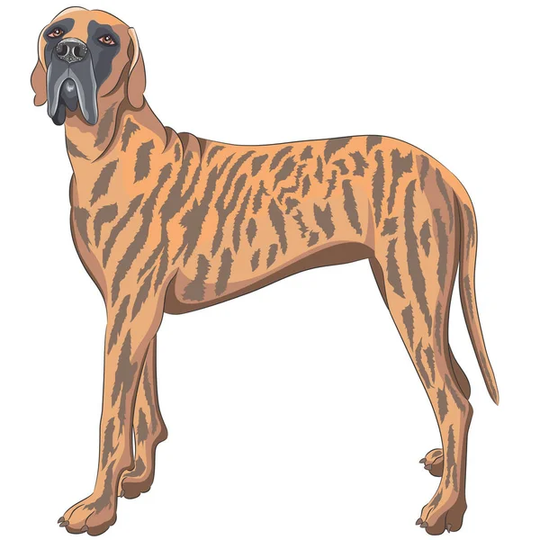 Great Great Dane Warna Brindle Rak Ilustrasi Vektor - Stok Vektor