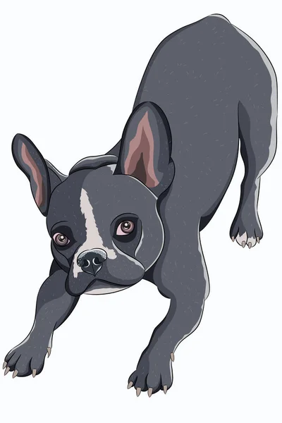 Drawing Dog Breed French Bulldog Gray Color Isolated White Background — Stock Vector