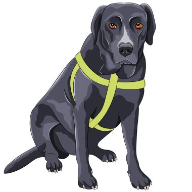 Large black labrador in a green collar isolated on a white background. Vector illustration.