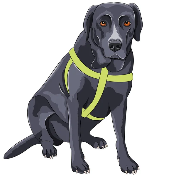 Large Black Labrador Green Collar Isolated White Background Vector Illustration — Archivo Imágenes Vectoriales