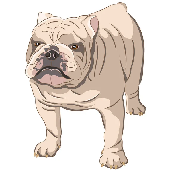 Menggambar Ras Bulldog Inggris Berkulit Putih Ilustrasi Vektor - Stok Vektor