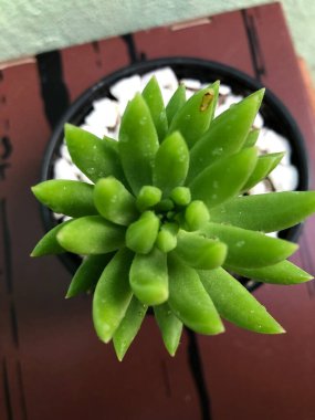 Evdeki güzel doğal dekoratif bitki.