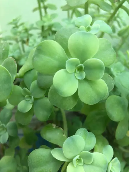 自宅で美しい自然装飾植物 — ストック写真