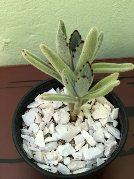 Hermosa Planta Decorativa Natural Casa —  Fotos de Stock