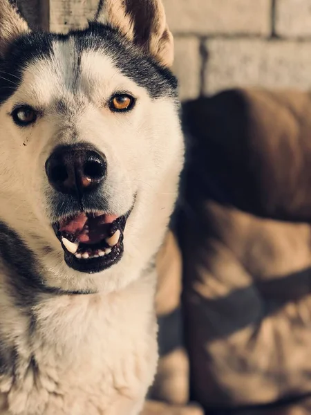 Belo Cão Huzky Siberiano Sua Casa — Fotografia de Stock