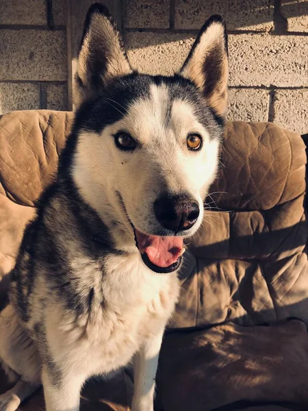 Beau Chien Huzky Sibérien Dans Maison — Photo