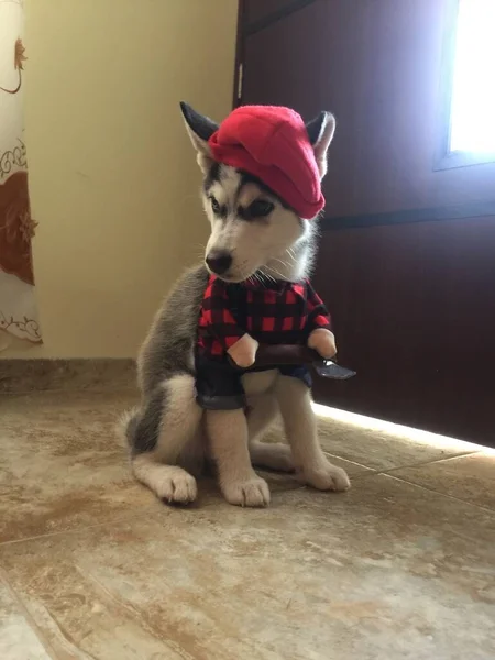 彼の家にいる美しいシベリアのハスキー犬は — ストック写真