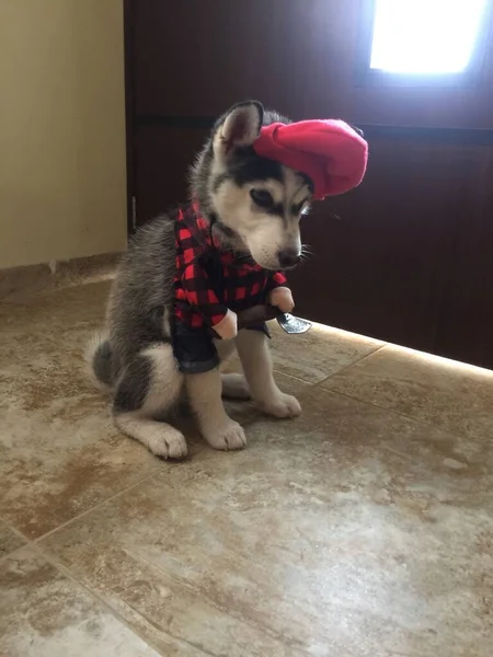 Belo Cão Huzky Siberiano Sua Casa — Fotografia de Stock